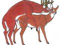 tor_120d_dirty_deer_4.jpg